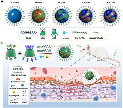 Reactive oxygen species-responsive polymer drug delivery systems